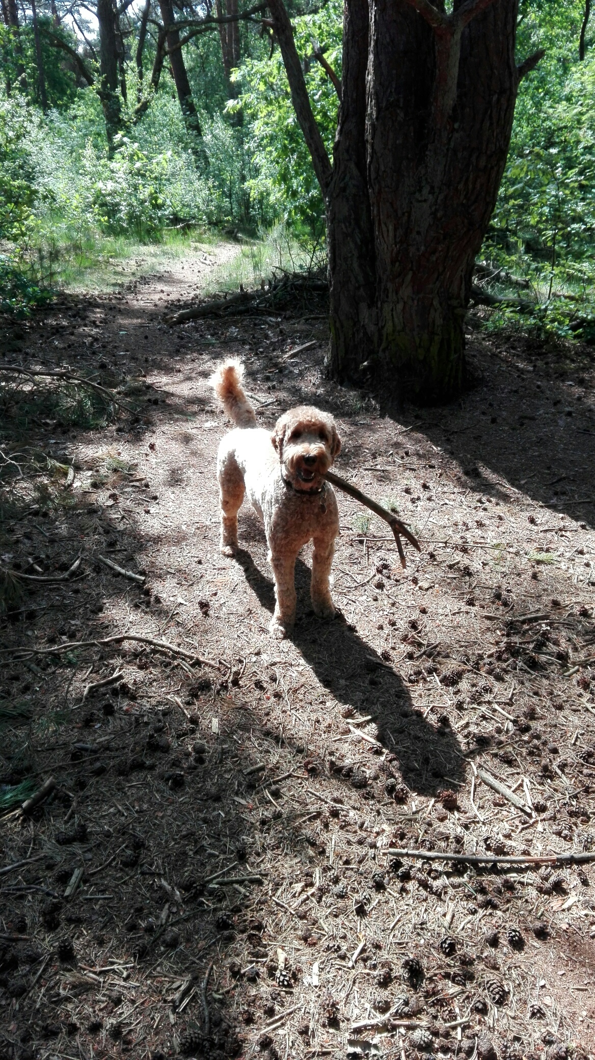Norbert