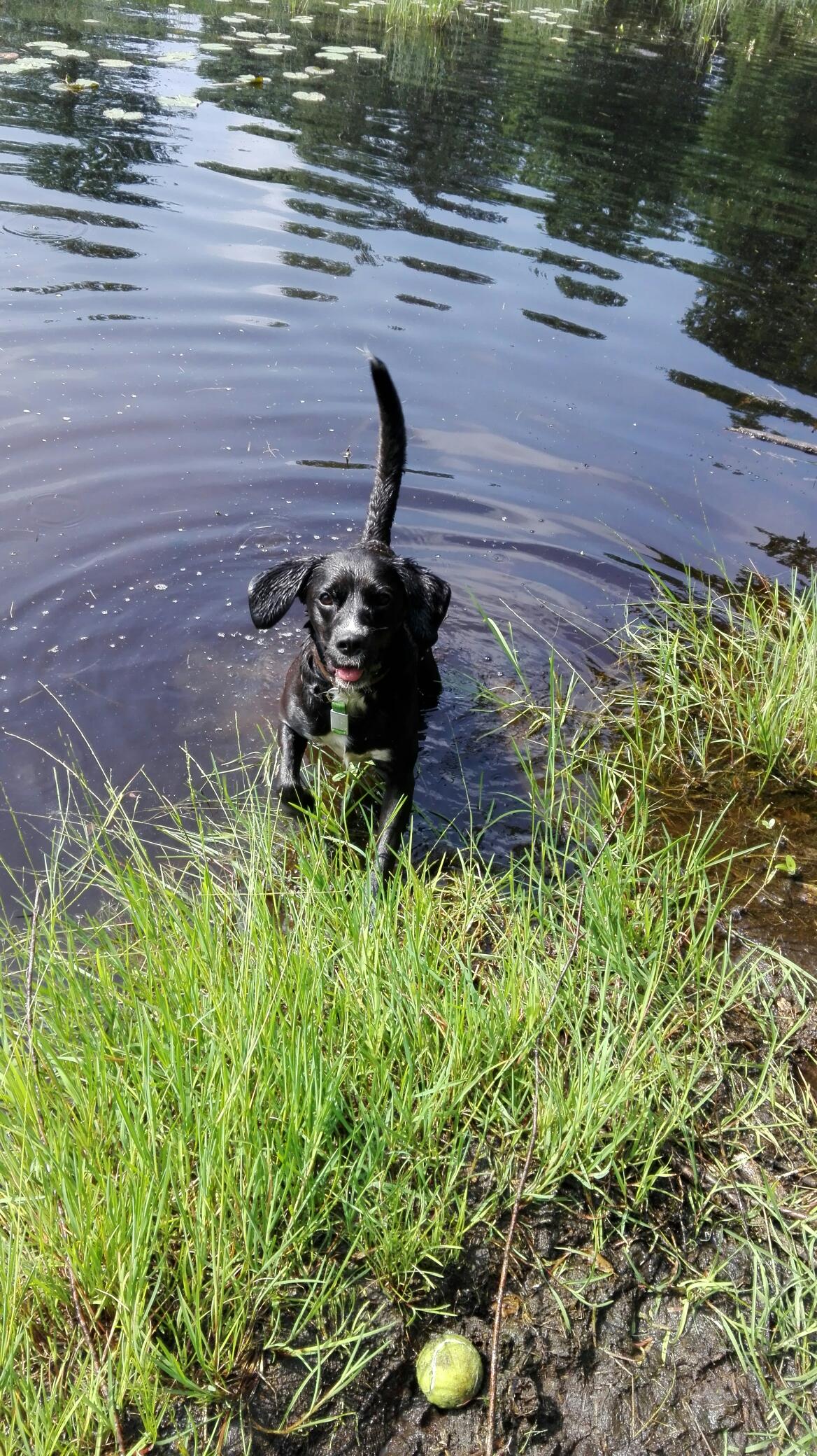 Rex
