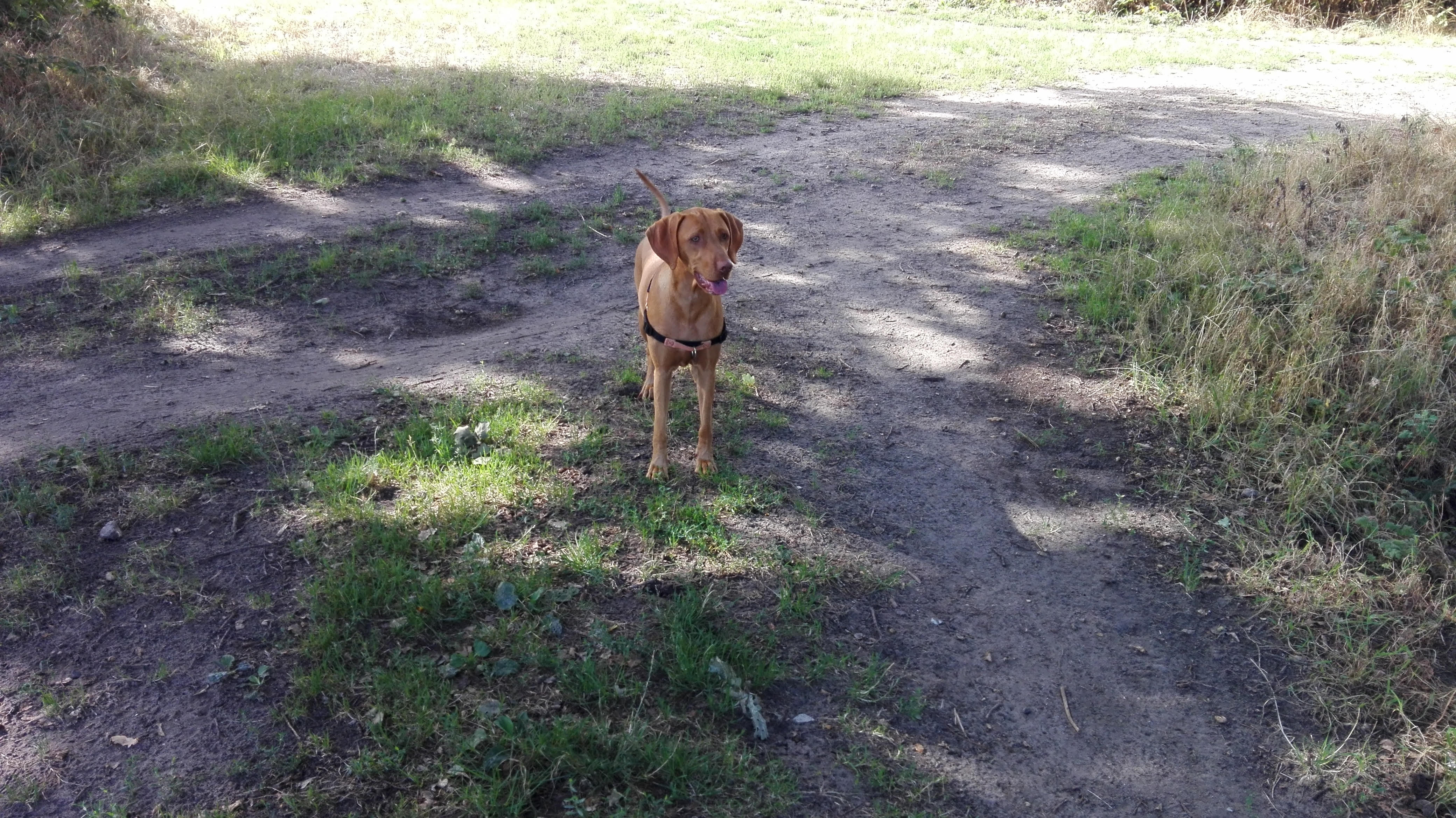 Max