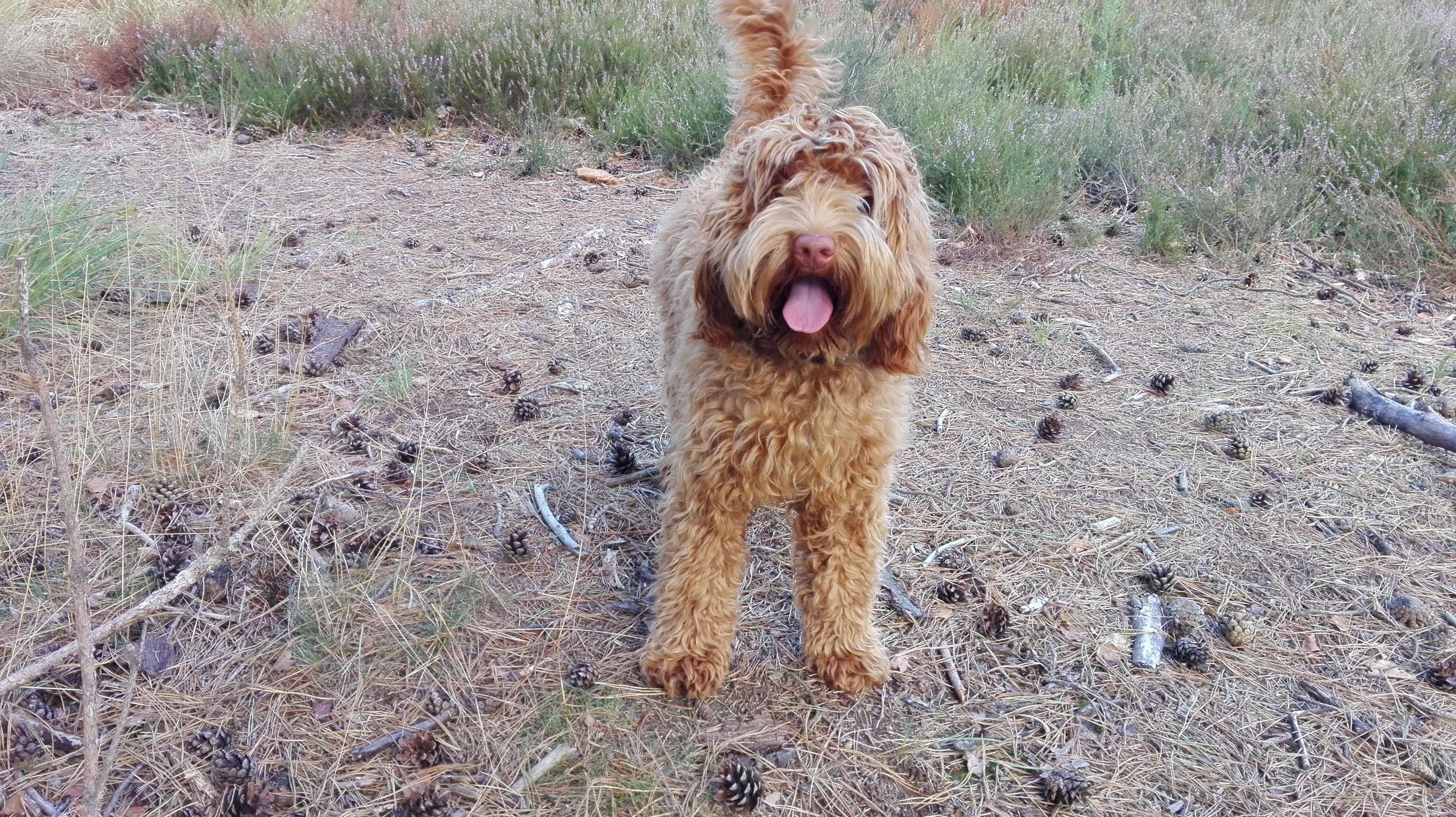 Bennie
