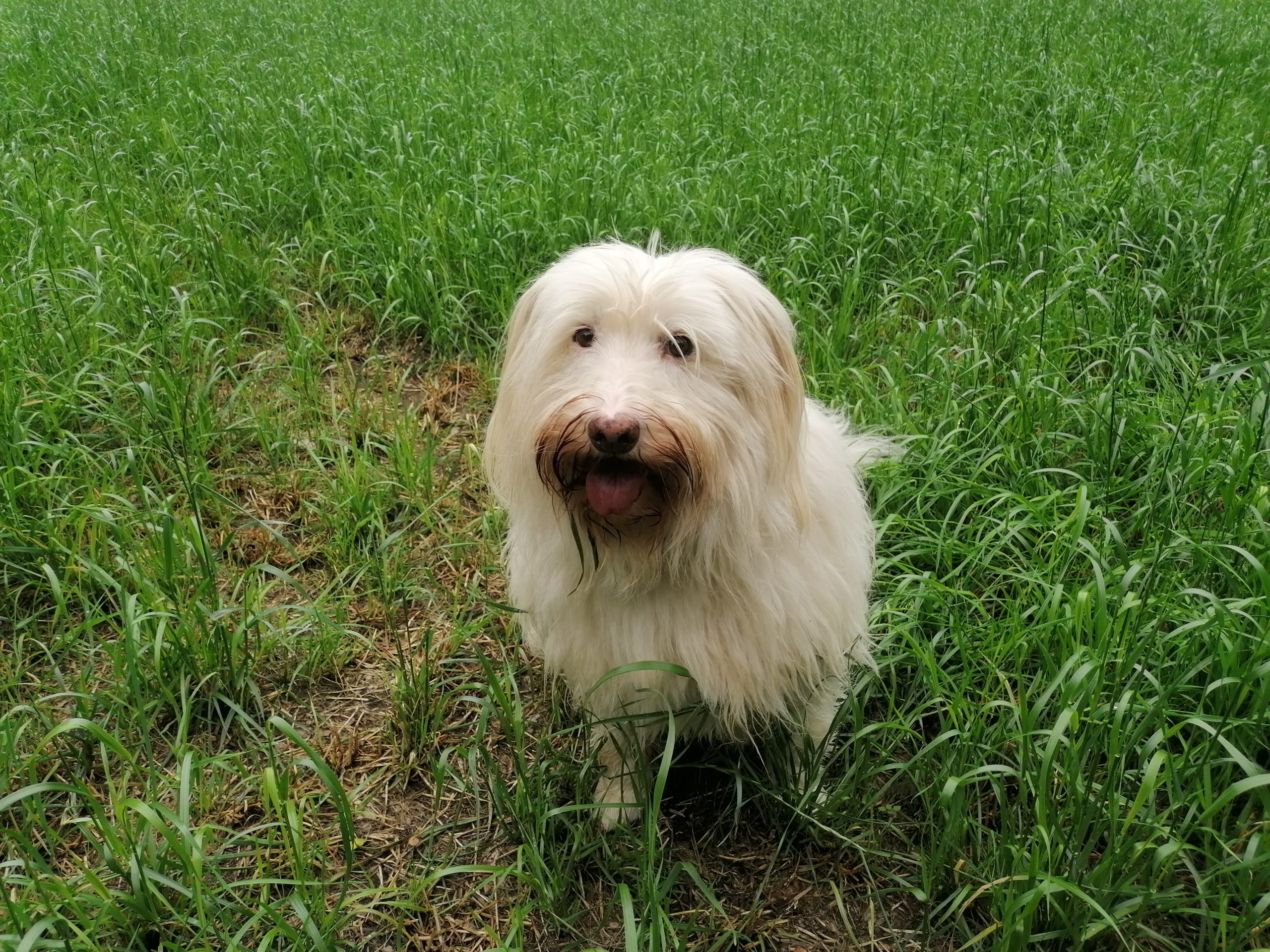Pita