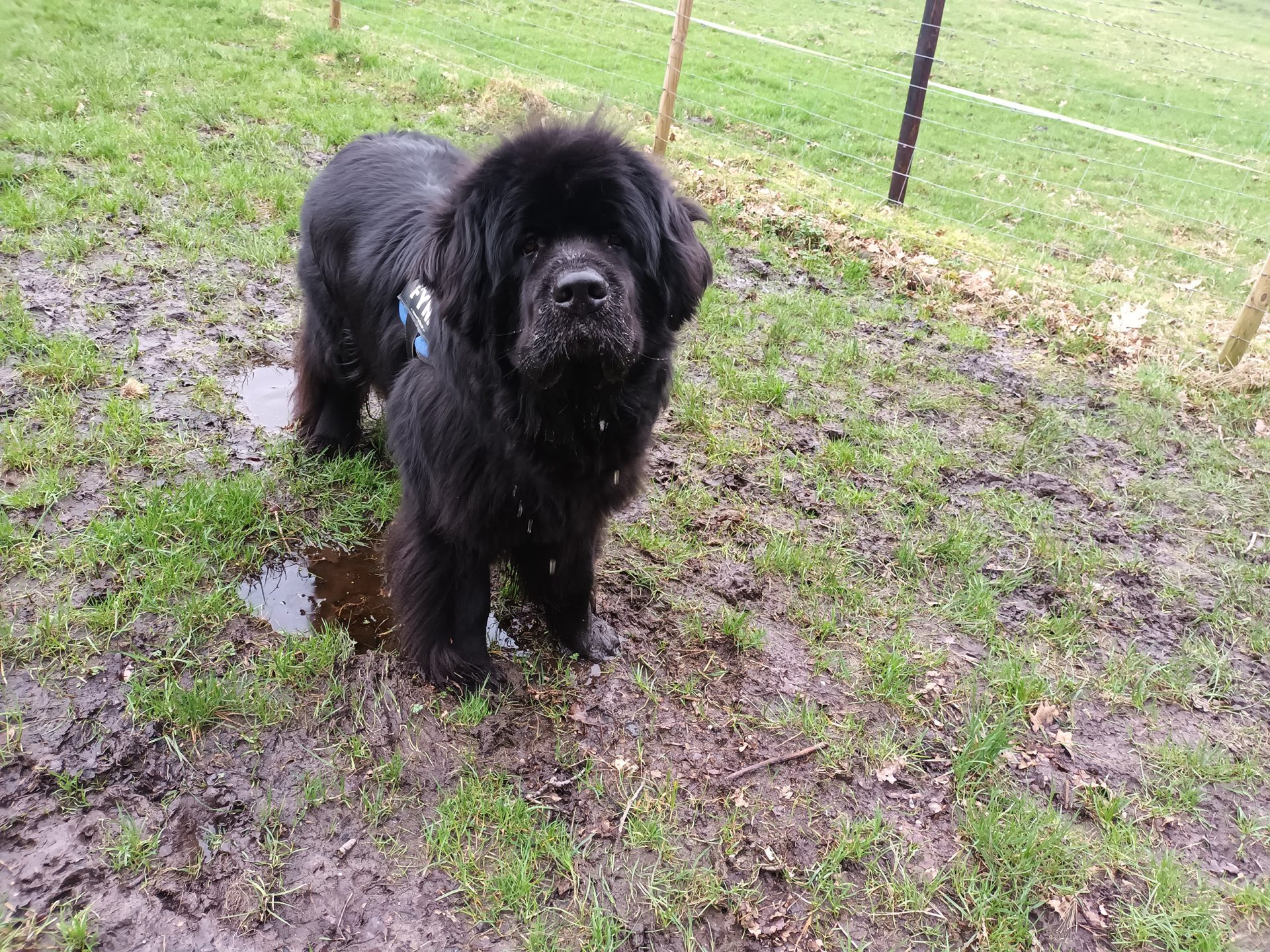 Fynn